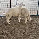 طليان حريه