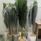 اشجار زينة جديده بسعر رمزي