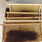 براويز ممطوطه مصري