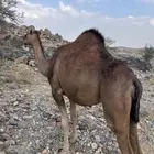 بكره حمراء ملاقي ( مشروطه )( بكر ثنيه )