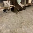 دجاج سندي