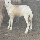 ضان مراح واحد مناتيج وقرايب