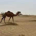 قعود احمر ادهم سنه حق