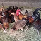 دجاج عربي فري(تم البيع )