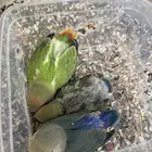 فروخ روز للبيع