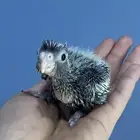 فروخ كروان و بادجي