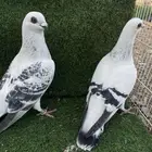 فرايد ذكور شاميه عمري حقت مطيار