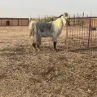 تيس فحل مشروك جرم ( تم البيع )