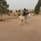 البكيريه