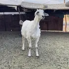 رخل للبيع