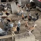 صوص بلدي