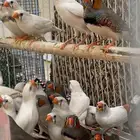 اجواز زيبرا محمية (تم البيع)
