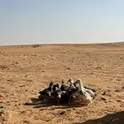 للبيع صيصان بط بكيني العمر شهر وعليها العد 10