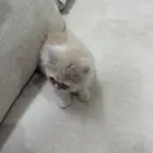 قطط ذكر وأنثى 3 شهور للبيع