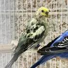 طيور حب للبيع السريع