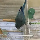 للبيع طيرين نظيفة   كنيور   كويكر