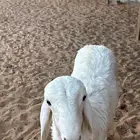 حري طرف و شعره و جرم و مقفل شحم و لحم و شي مشروط