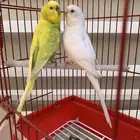 زوج بادجي هوقو وهولندي ( تم البيع خارج الموقع )