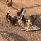 للبيع. دجاج مع الديك