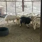 ضان حريات فواخر دفيع