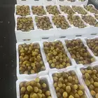 روثانه طيبه