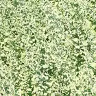 اشجار بريه وزينه