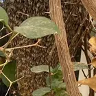 خلية نحل بري