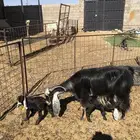 عنز والد معها تيسين