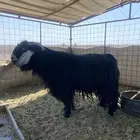 نعرضكم تيس فحل عارضي صنف فاخر من لاخر