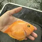 سمكه زينه ريد بولار