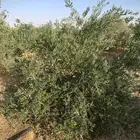 شجر زيتون للبيع