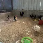 بيع دجاج اندونسي اسود بلاك وسود عرف احمر ودجاج صيني و قزم.