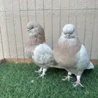 جوز لونق كلين كريمي