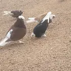 جوز. تركي. منتج. شرط