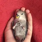 ( تم البيع الله يبارك ) طير روز اليف هدد نشبهه مناسب ل