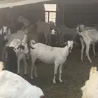 معزا 13 تحتها 12