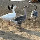 وز بلدي اقبل البدل