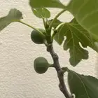 شتلات تين Fig Trees