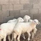 بهم حري (( تم البيع ))