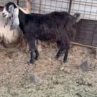 عنز شاميه طيبه مضرع فحص سونار