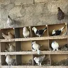 حمام زينه