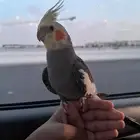 كروان ذكر الحد 400 بديه كلم