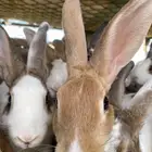 أرانب للبيع