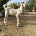 تيس هولندي للبيع