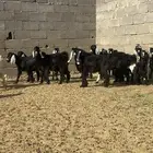 بهم جفار وتيوس