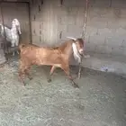 فحل مشروط