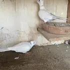 قماري هولندي