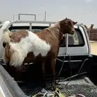 للبيع تيس احص