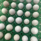 بيض دجاج حساوي صلح حق الكل وا صلح التفقيس موجود 6 طبق السعر