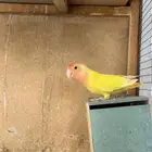 للبيع طيور روز نظيفه